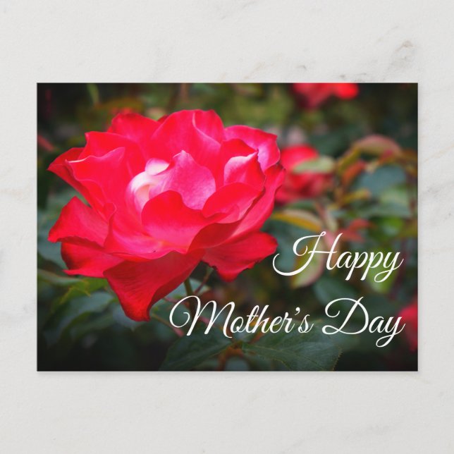 Happy Mother's Day Cherry Parfait Rose #2 Postcard (Front)