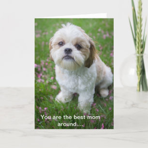 Happy Mother's Day from Edie the Shih tzu Card