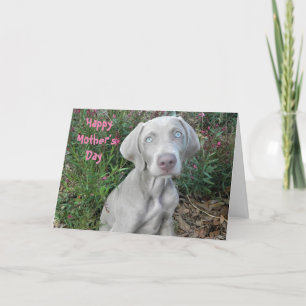 Happy Mother's Day From The Weimaraner Dog Card