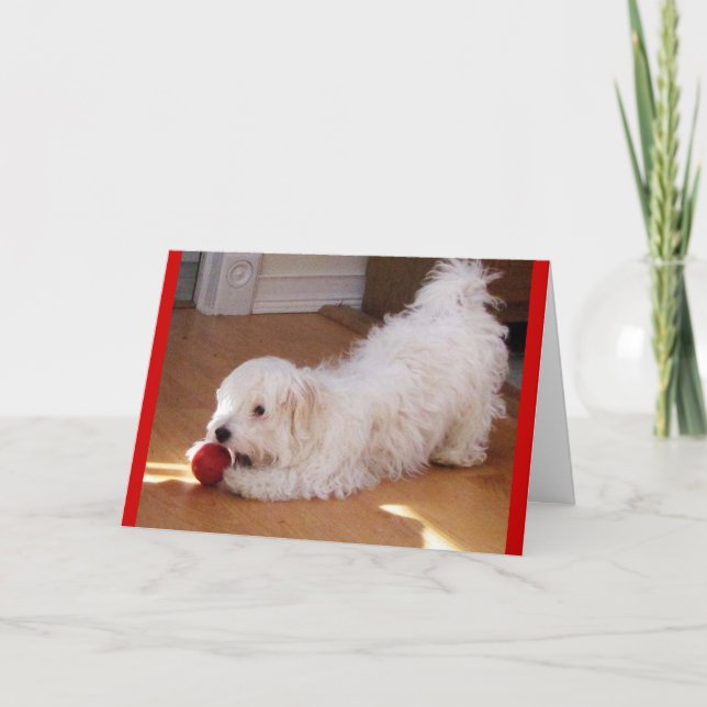 Happy Mother's Day - Havanese puppy Card (Front)