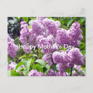 Happy Mother's Day-Lilac Bush Postcard