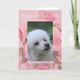 Happy Mother's Day poodle puppy greeting card