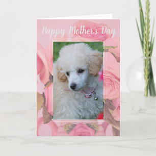 Happy Mother's Day poodle puppy greeting card