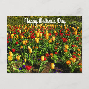 Happy Mother's Day Red & Yellow Tulips#1 Postcard 