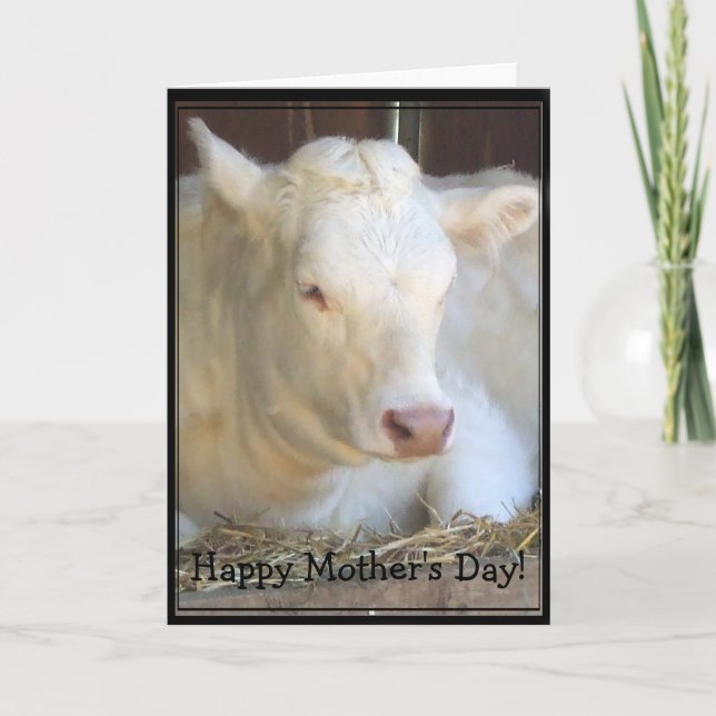 Happy Mother's Day White cow greeting card (Front)