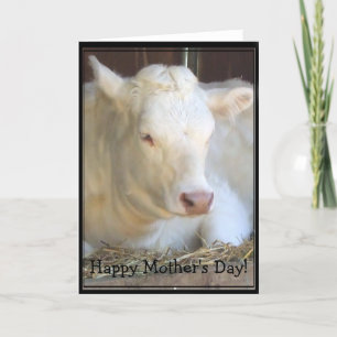 Happy Mother's Day White cow greeting card