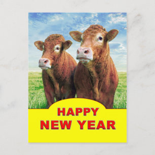 Happy New Year from the cow boys Postcard