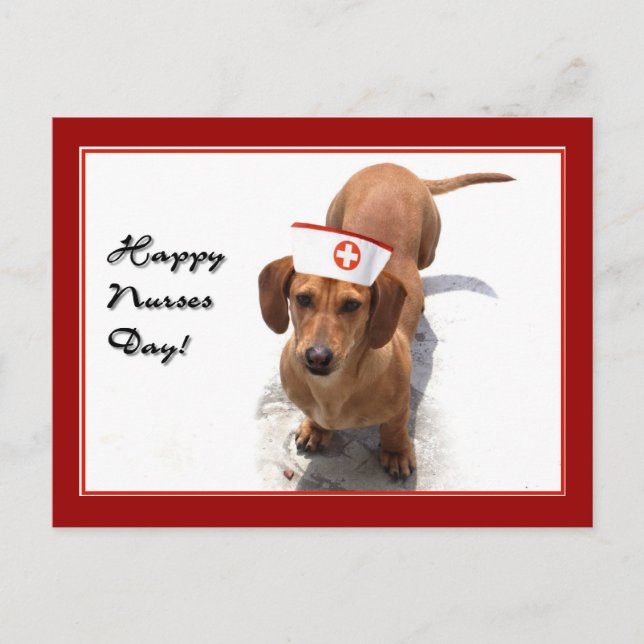 Happy Nurses Day Dachshund postcard (Front)