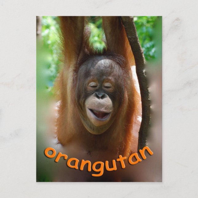 Happy Orangutan Postcard (Front)