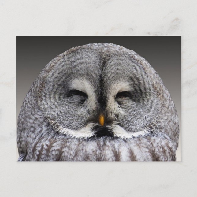 Happy owl postcard (Front)