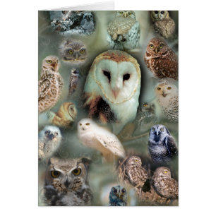Happy Owls