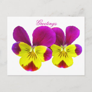 Happy Pansy Greetings Postcard