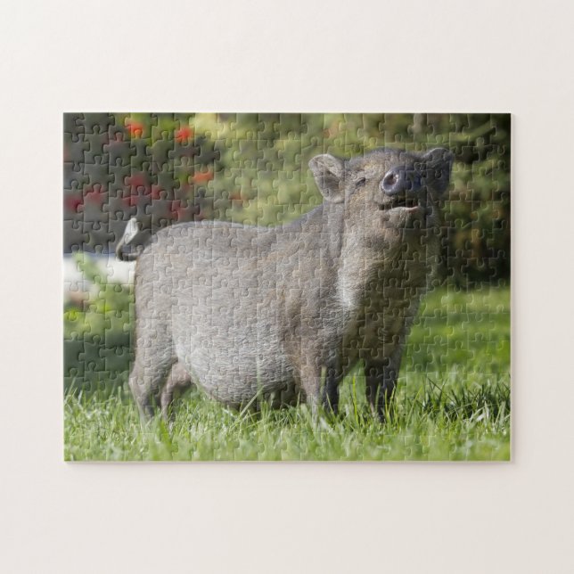 Happy Pet Mini Pig Jigsaw Puzzle (Horizontal)