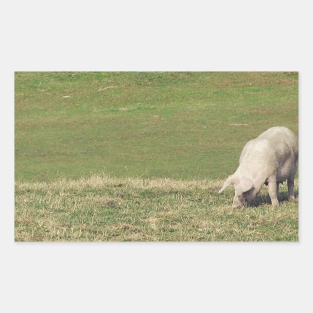 Happy Pig Rectangular Sticker (Front)