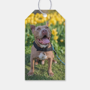 Happy Pit Bull Photography Gift Tags