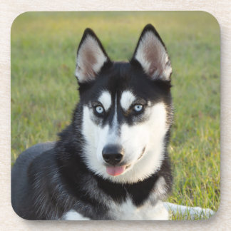Happy playful Siberian Husky puppy Coaster