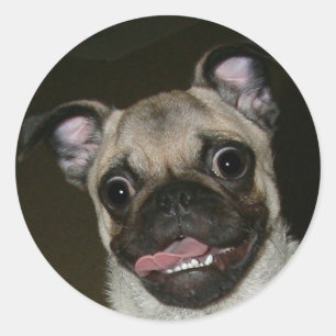 Happy Pug Classic Round Sticker