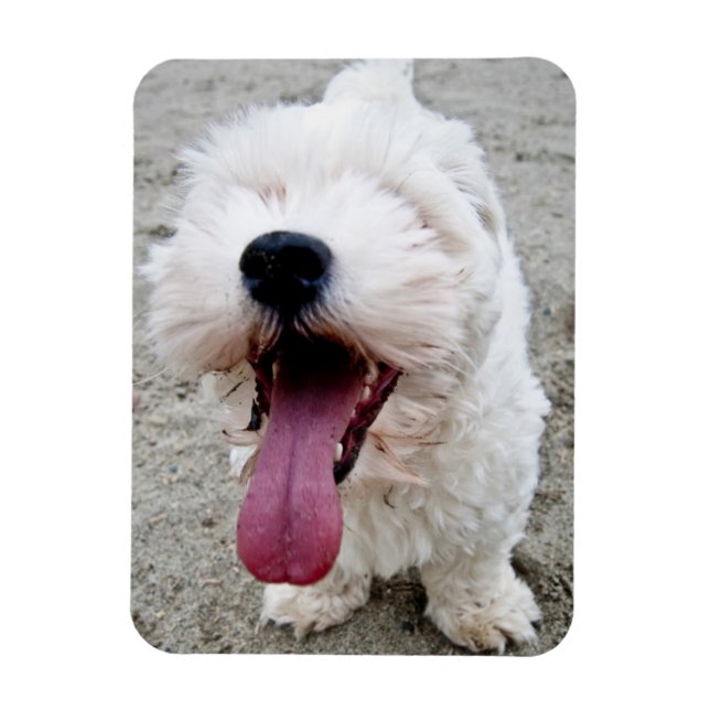 Happy Puppy white dog, malteese, maltipoo. Magnet (Vertical)