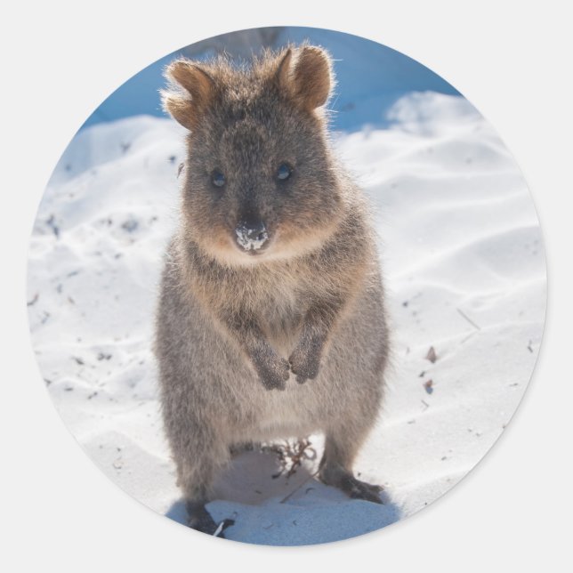 Happy Quokka on the beach Classic Round Sticker (Front)