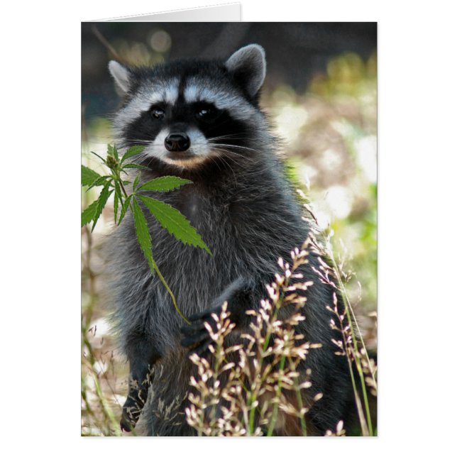 HAPPY RACCOON (Front)