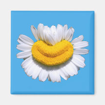 Happy Radiant Chamomile Smile