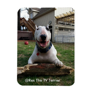 Happy Rex Magnet