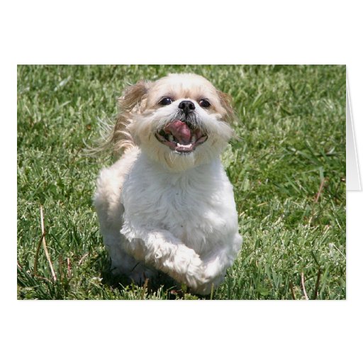 Image of Happy running Shih Tzu