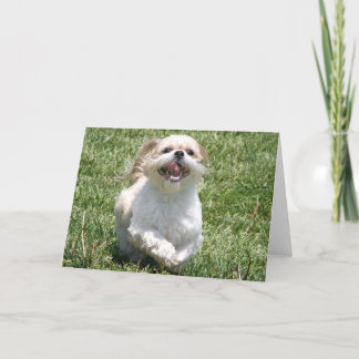 Happy running Shih Tzu Card