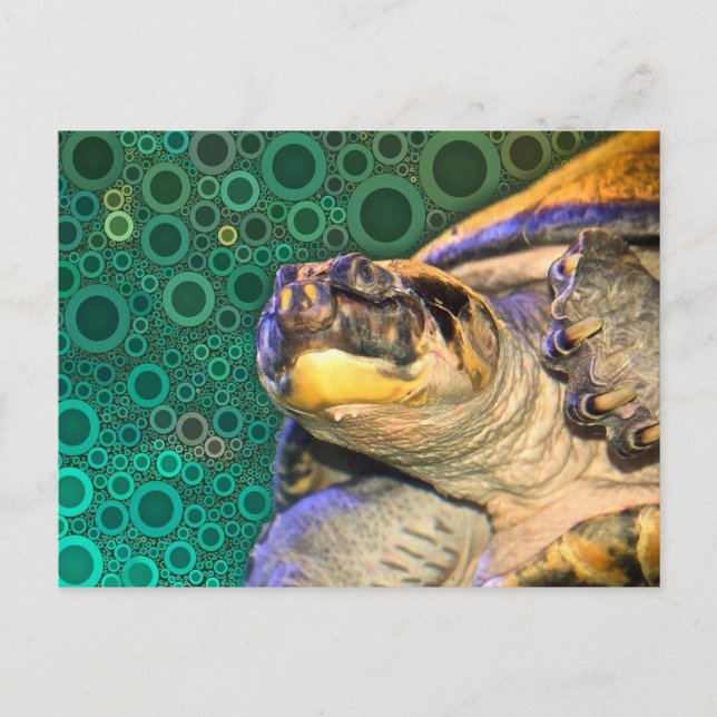 Happy Sea Turtle Postcard (Front)