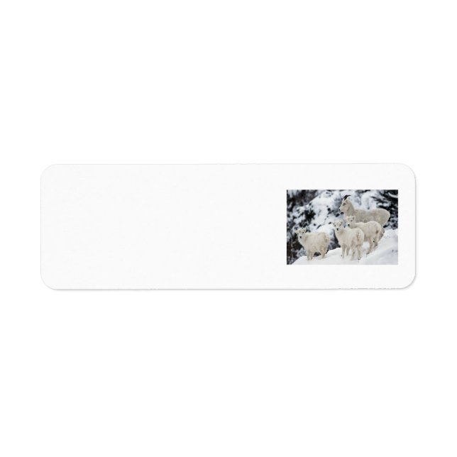 Happy Sheep Family (Front)