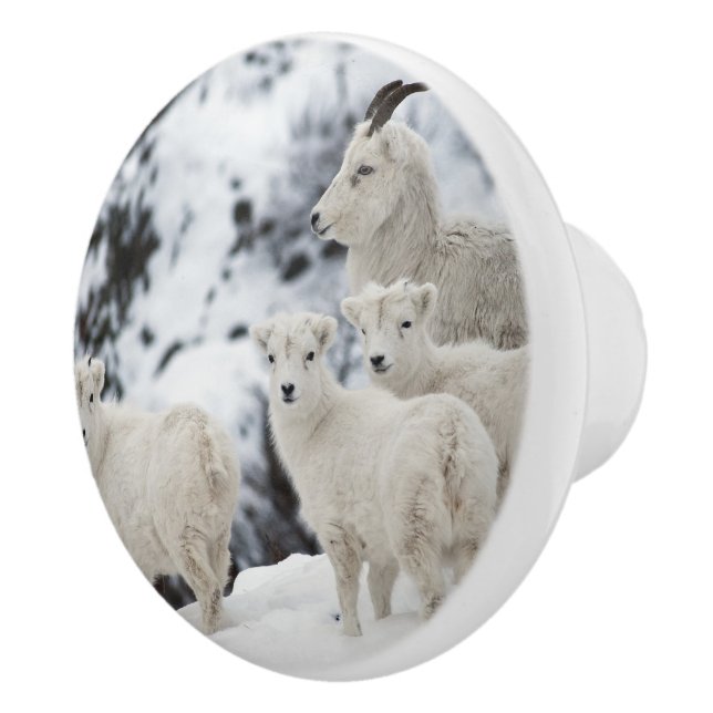 Happy Sheep Family Ceramic Knob (Right)