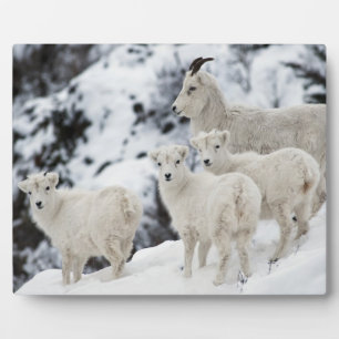 Happy Sheep Family Plaque