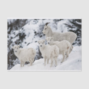 Happy Sheep Family Tissue Paper