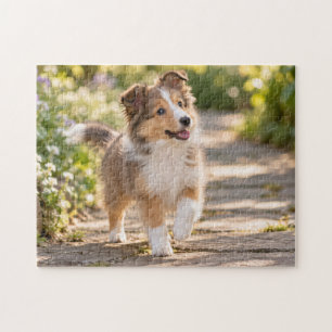 Happy Sheltie Puppy on a Sunny Garden Path Jigsaw Puzzle