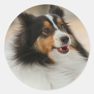 Happy shelty classic round sticker