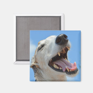 Happy Smiling Greyhound Face Closeup Magnet