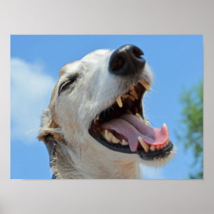 Happy, Smiling Greyhound Face Closeup Poster