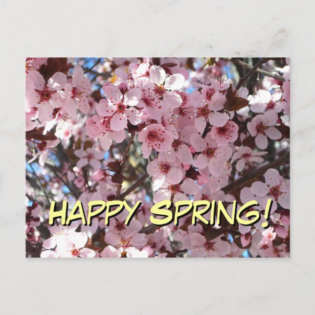 Happy Spring Pink Blossoms Postcard (Front)