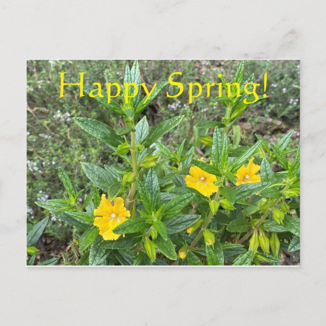 Happy Spring! Postcard (Front)