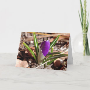 Happy Spring! Purple Crocus Card