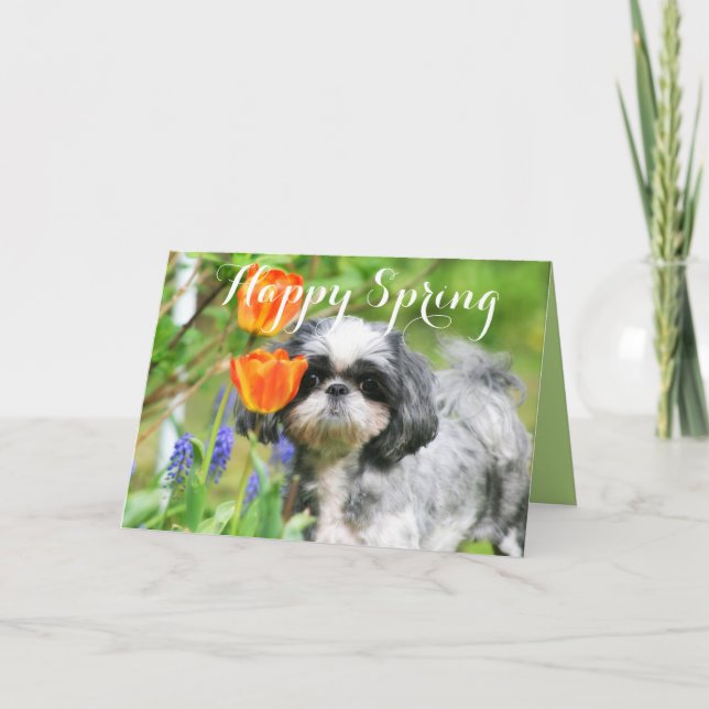 Happy Spring Shih Tzu Girl Greeting Card (Front)
