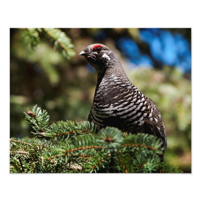 Happy Spruce Grouse Photo Print (Front)