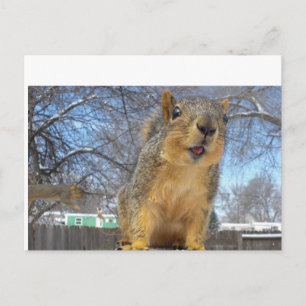 Happy Squirell Postcard