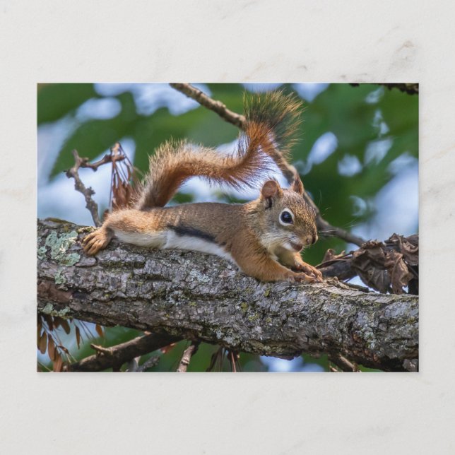 Happy Squirrel Postcard (Front)