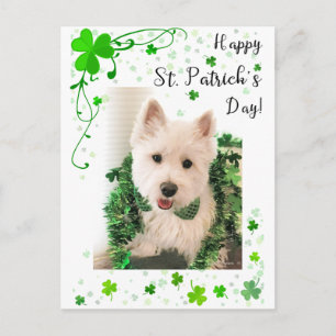 Happy St. Patrick's Day, Westie Dog is Ready Postcard