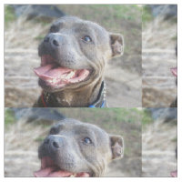 Happy Staffordshire Bull Terrier,