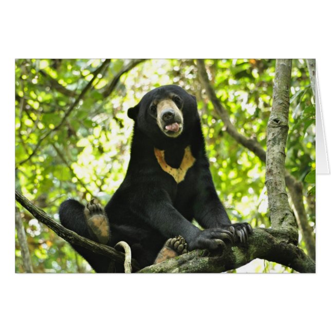 Happy Sun Bear (Front Horizontal)