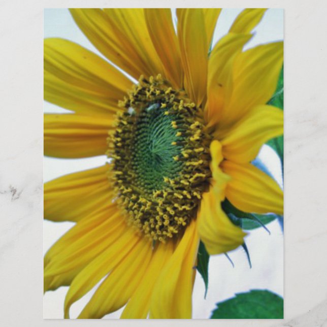 Happy Sunflower (Front)