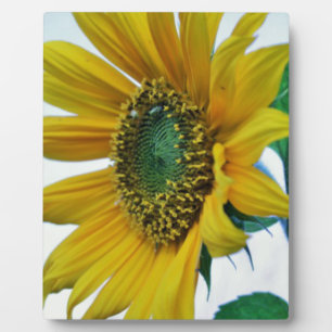 Happy Sunflower Plaque