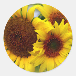 Happy Sunflowers Classic Round Sticker